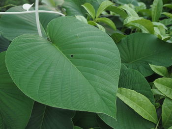 Close-up of fresh green leaves