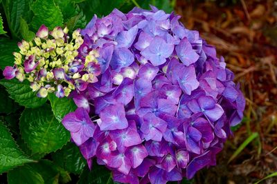 Close-up of purple hydrangea flowers