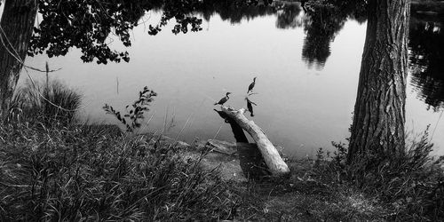 High angle view of turtle in lake