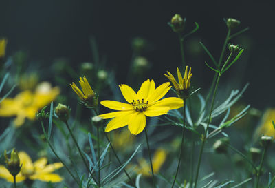 Close-up of yellow flowering plant on field