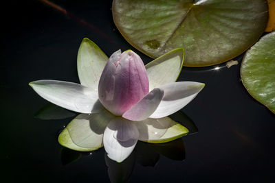 Close-up of water lily in pond