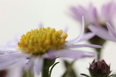 Close-up of yellow flower