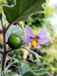 Close-up of flower growing on plant