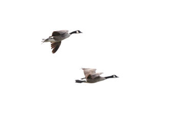 Close-up of bird flying against white background