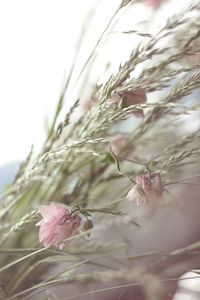 Close-up of pink flowering plant