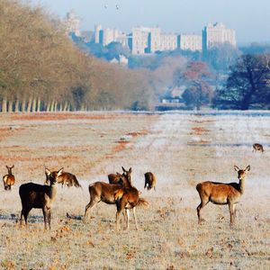 Herd of deer on field in uk