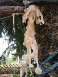 Close-up of mushrooms growing on tree trunk