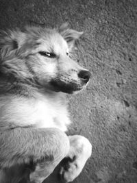 Close-up of dog sitting outdoors