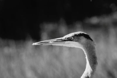 Close-up of gray heron