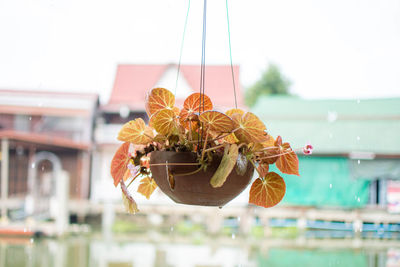 Close-up of potted plant hanging from strings against houses during rain