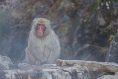 Monkey sitting on rock