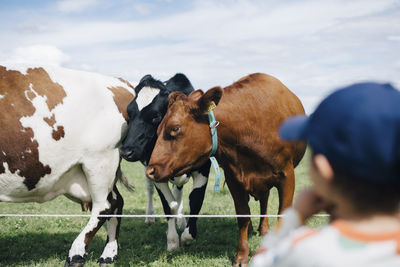 Rear view of boy looking at cows against cloudy sky during summer