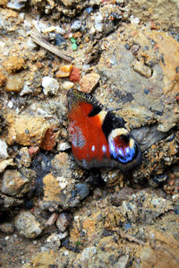 High angle view of insect on ground