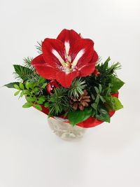 Close-up of red flower plant against white background