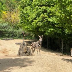 View of a horse in zoo