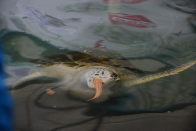 High angle view of fish swimming in sea