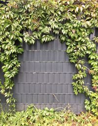 Close-up of ivy growing on plant