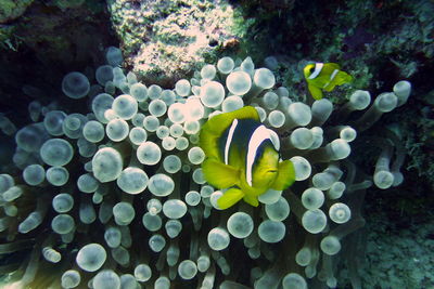 Close-up of jellyfish swimming in sea