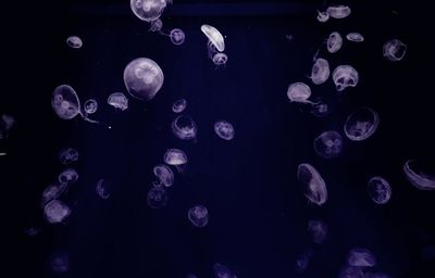 View of jellyfish in sea