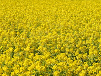 Full frame shot of yellow flowers on field