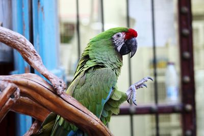 Close-up of parrot in cage