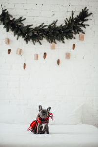 Close-up of christmas decorations