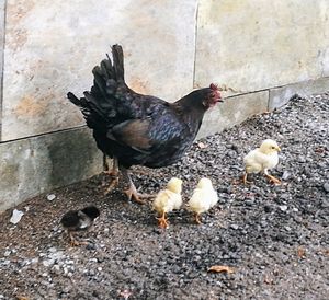 Close-up of birds in farm