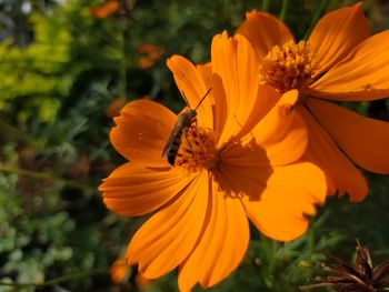 Close-up of orange flowering plant