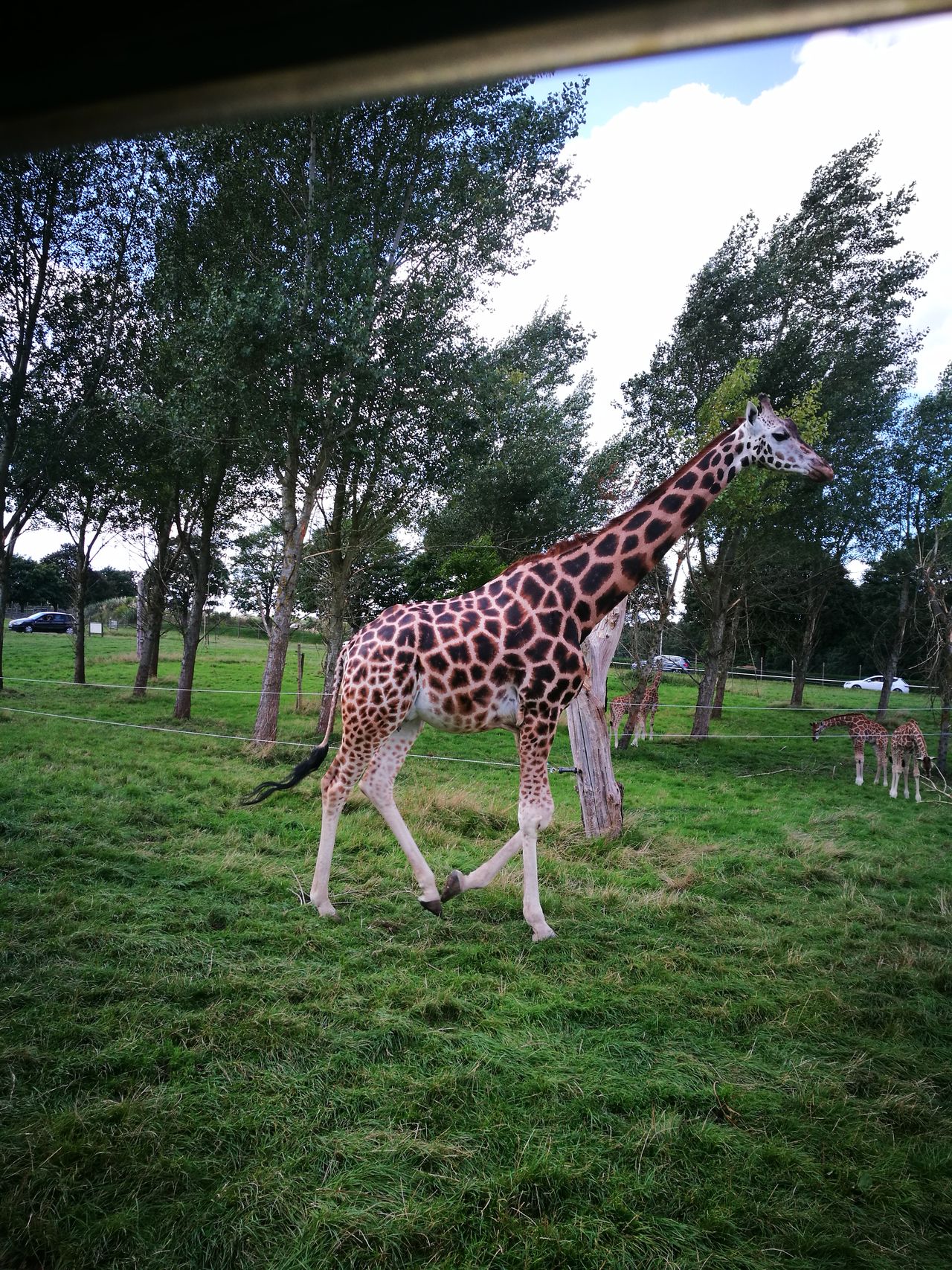 Woburn Safari Park