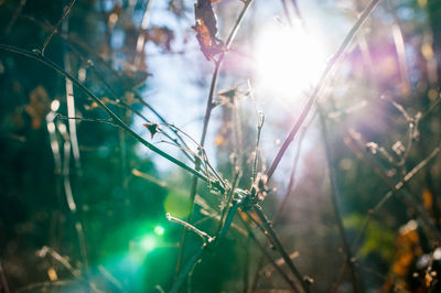 Close-up of plants against blurred background