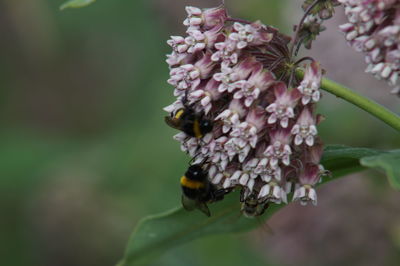 Close-up of bee pollinating on flower