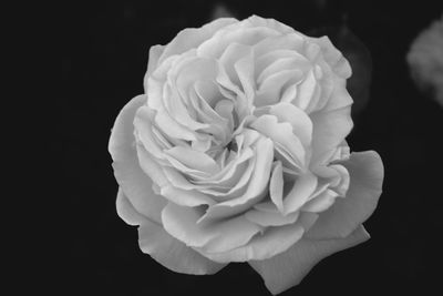 Close-up of rose against black background