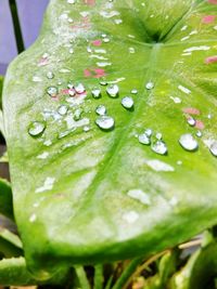 Close-up of water drops on leaf