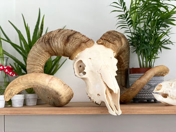 Close-up of animal sculpture on table against wall with plants