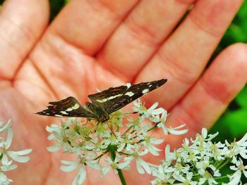 Close-up of butterfly on white flowers against hand