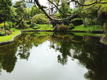 Reflection of trees in lake