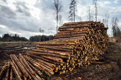 Pile of cut down forest wood logs drying