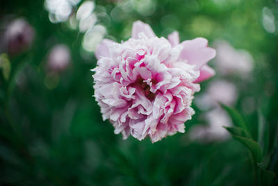 Close-up of pink flower growing outdoors