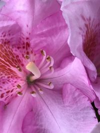 Close-up of pink flower