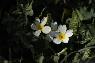 Close-up of white flowering plant