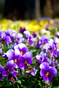 Close-up of purple flowering plants