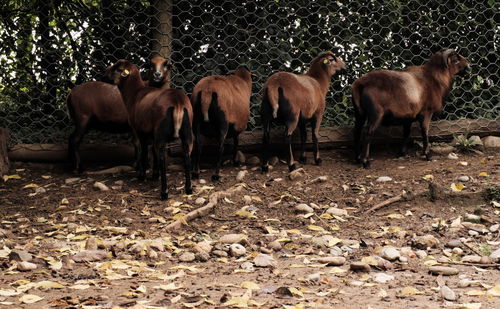 Horses standing in field