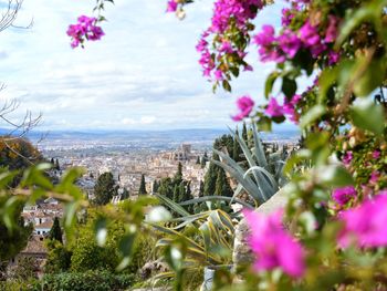 High angle view of flowering plants and buildings against sky