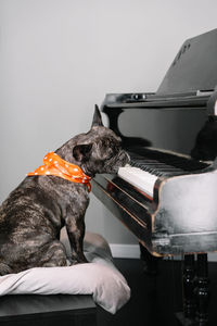 Close-up of dog sitting against the piano