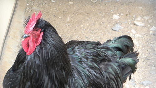 Close-up of rooster