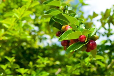Close-up of red leaves