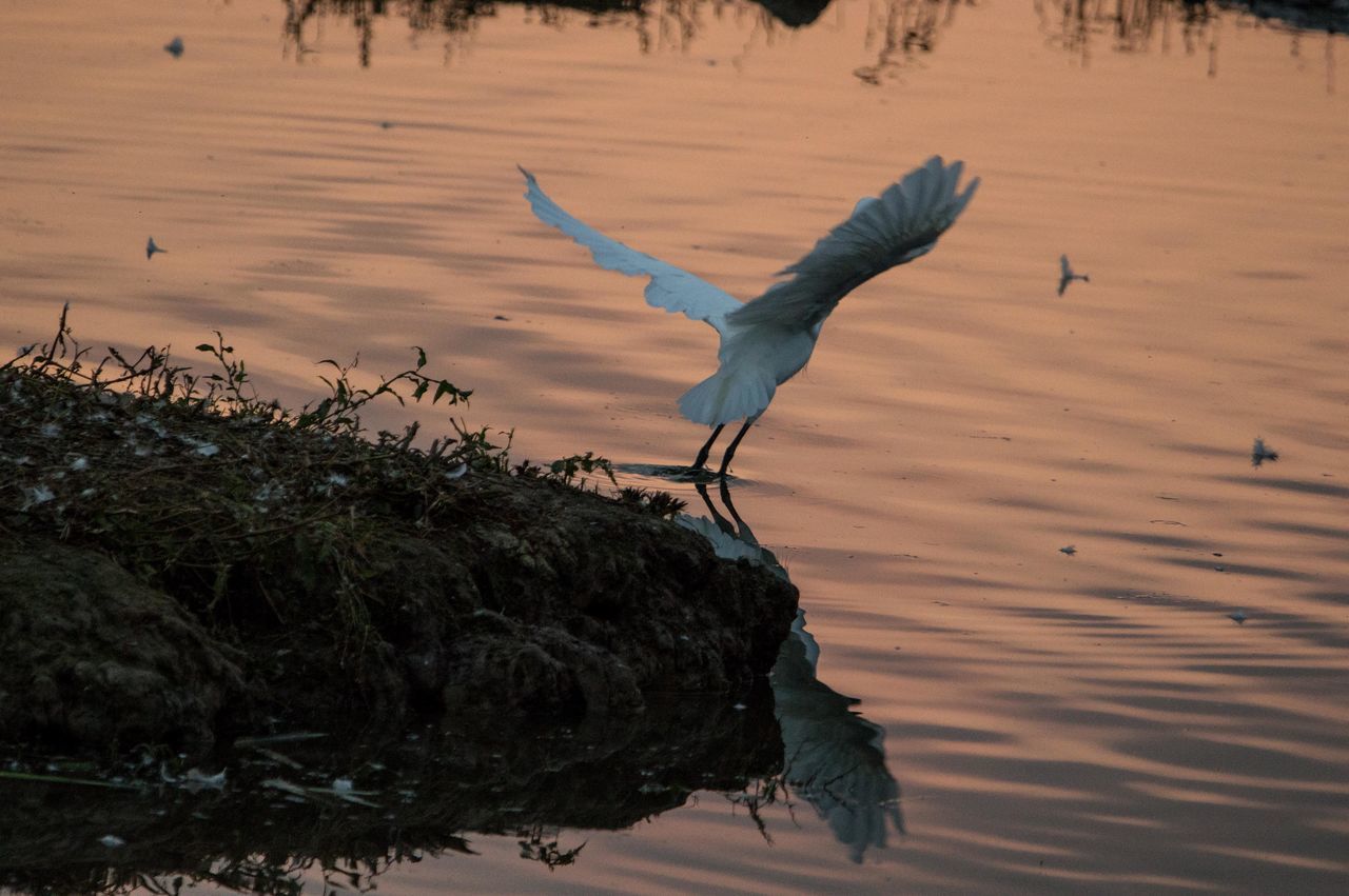 HIGH ANGLE VIEW OF A BIRD FLYING OVER CALM LAKE