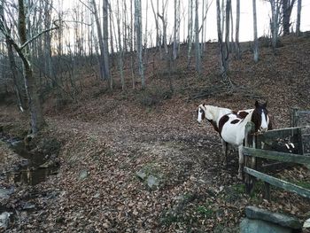 Horse on field