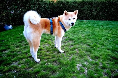 Dog standing on field