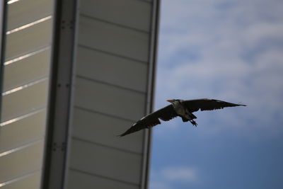 Low angle view of bird flying against sky